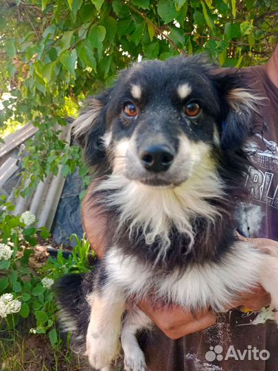 Собаки ищут дом