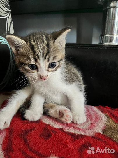 Отдам котят