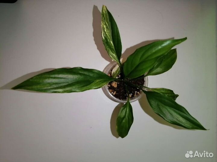 Спатифиллум мун шадоу крем