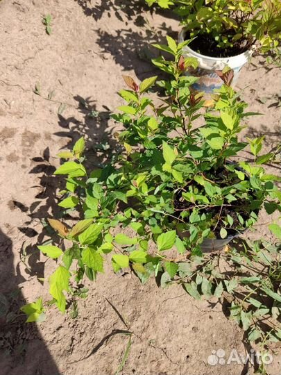 Спирея японская, голд