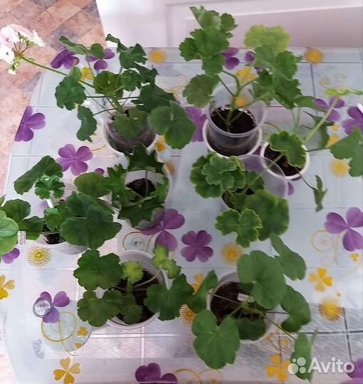 Пеларгония герань