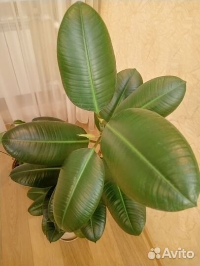 Фикус каучуконосный большой