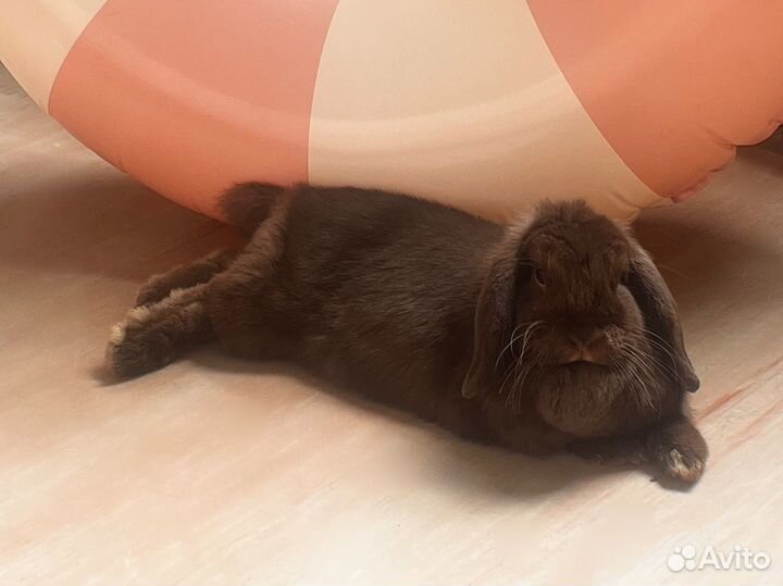 Породистый кролик мини лоп