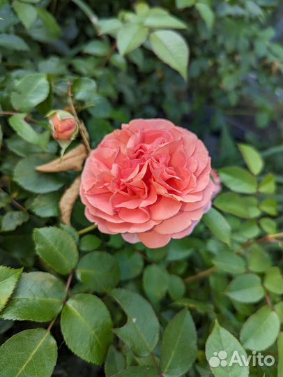 Саженцы английской розы