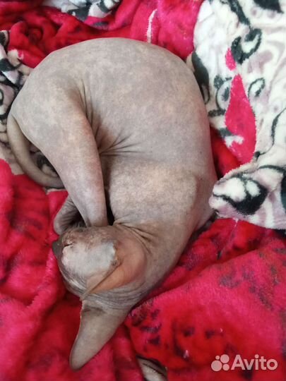 Кошки донской сфинкс