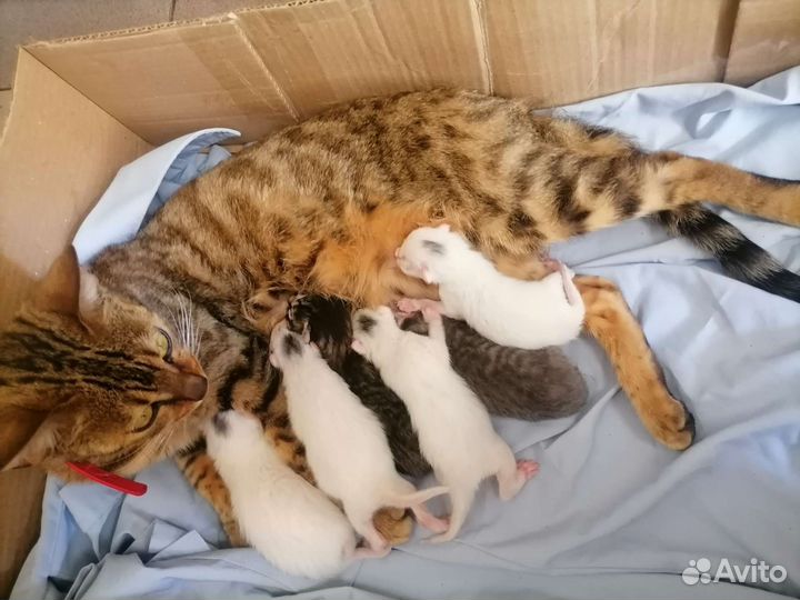 Котята мама бенгалка