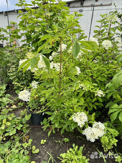 Саженцы каштана