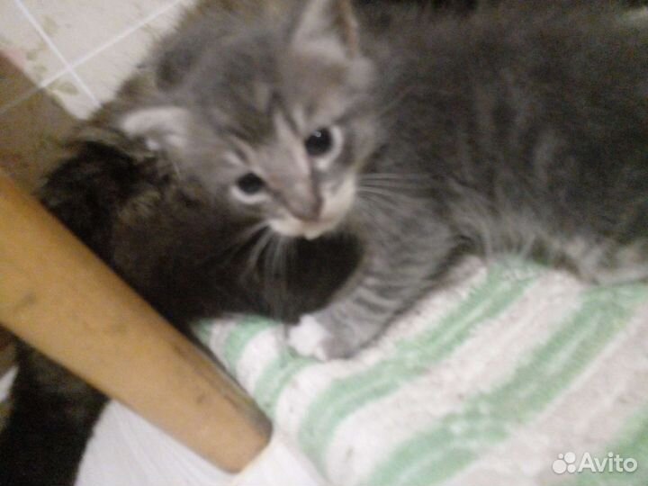 4 кошечки хотят попасть в ваш дом