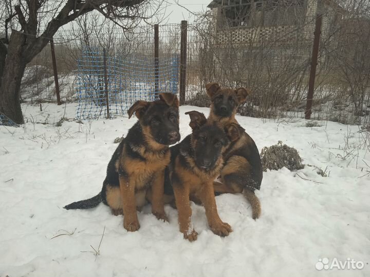 Щенки немецкой овчарки