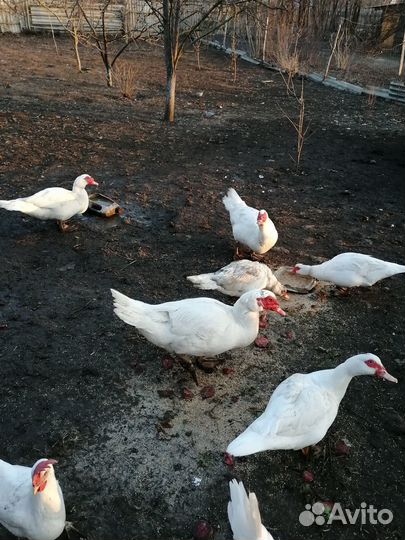 Селезень индоутки