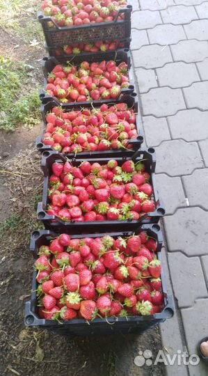 Клубника свежая