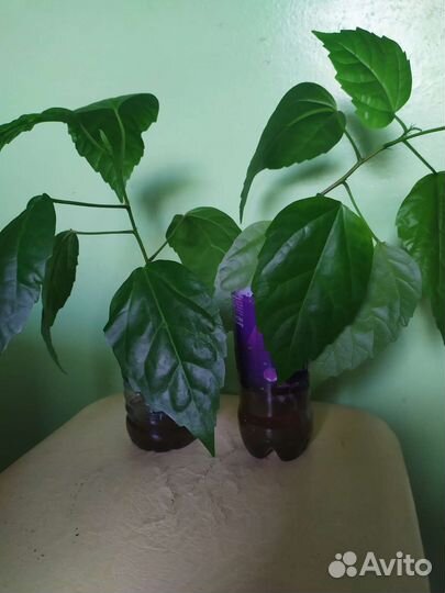 Гибискус махровый