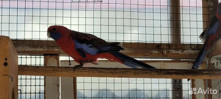 Горный попугай и другие попугаи