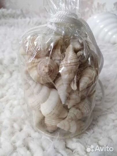 Морские ракушки