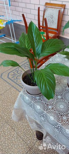 Спатифиллум