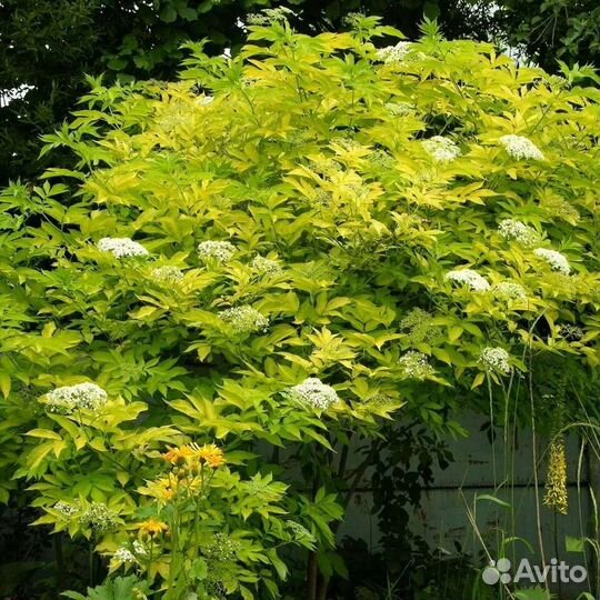 Бузина чёрная Аурея, кализия