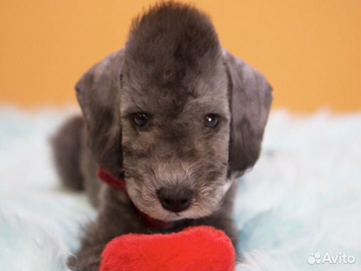 Бедлингтон терьер