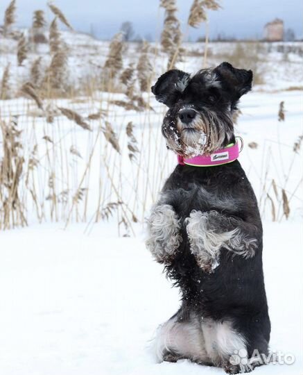 Ошейники favorit