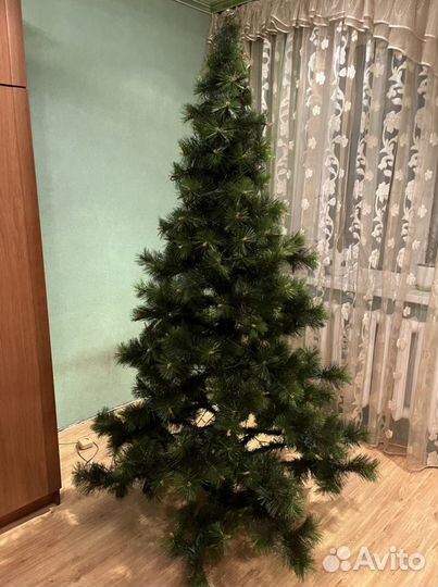 Ель Крымская