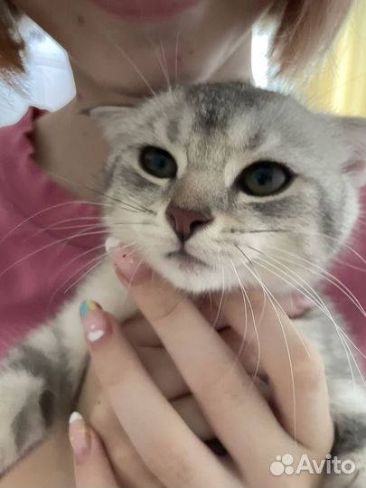 Шотландская