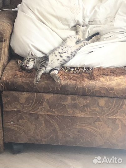 Котенок в добрые руки