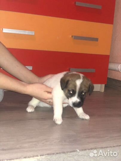 Собаки бесплатно в добрые руки щенки