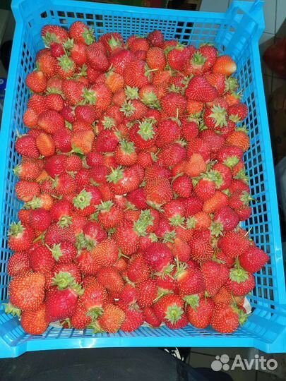 Клубника свежая