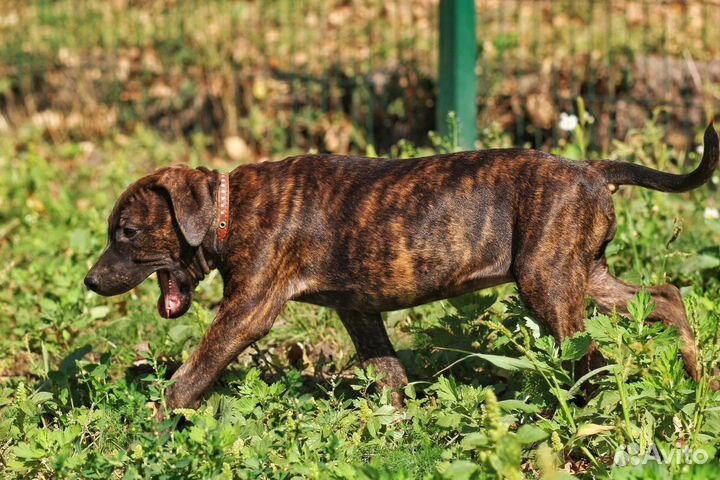 Щенки питбуля