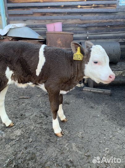 Телка и бык