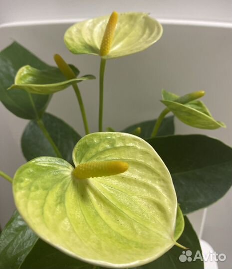 Антуриум Vanilla