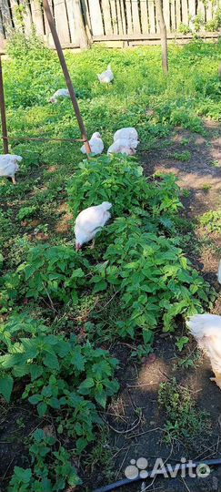 Мясо домашнего бройлера