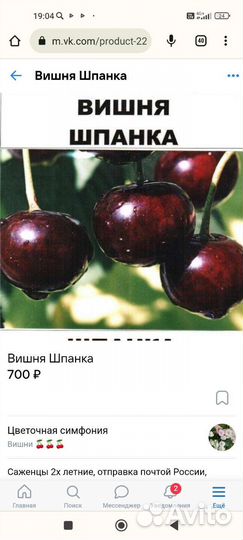 Саженцы вишни