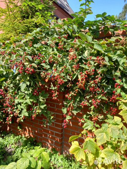 Ежевика ягода