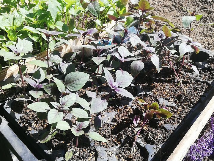 Рассада помидор огурцы перец базелик