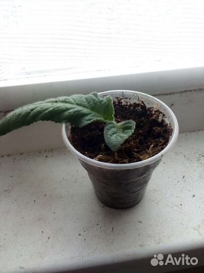 Стрептокарпусы,бегонии декоративно лиственные