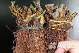 Саженцы клубники (фриго с европы) опт и розница