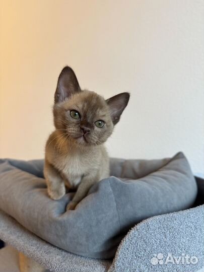 Шоколадная бурманская девочка