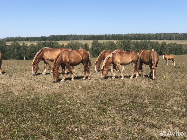 Кобылы Советские Тяжеловозы на племя