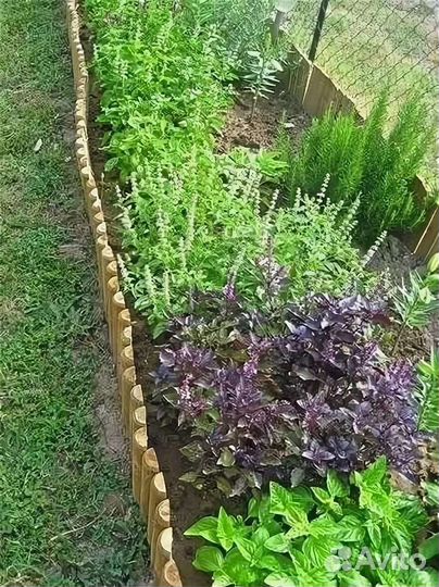 Мята 10 сортов: клубника,яблоко,смородина