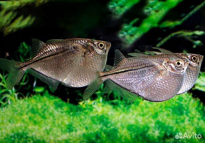 Аквариумные рыбки, креветки и улитки