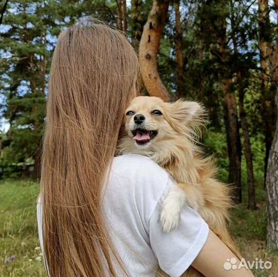Передержка собак