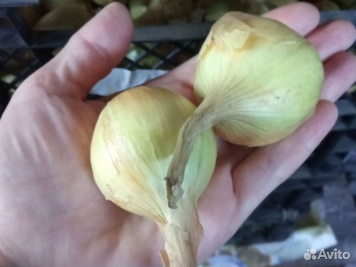 Лук семейный, шалот