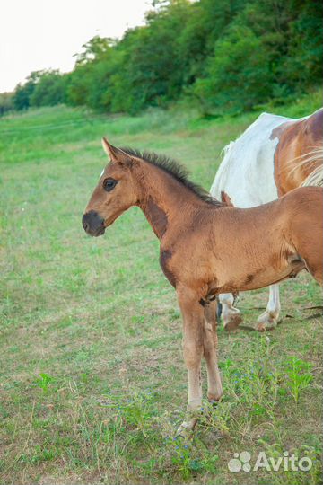 Лошади кросс андалуз