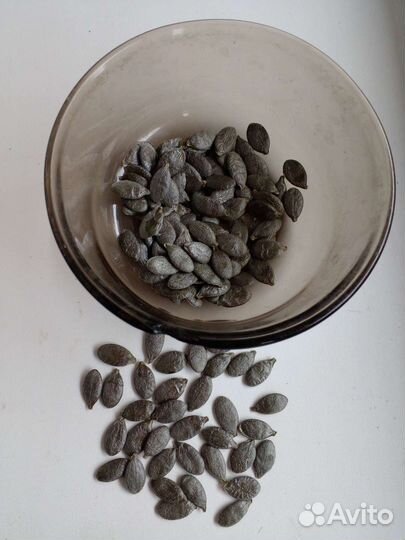 Семена тыквы: Баттернат. Штирийская голосемянная