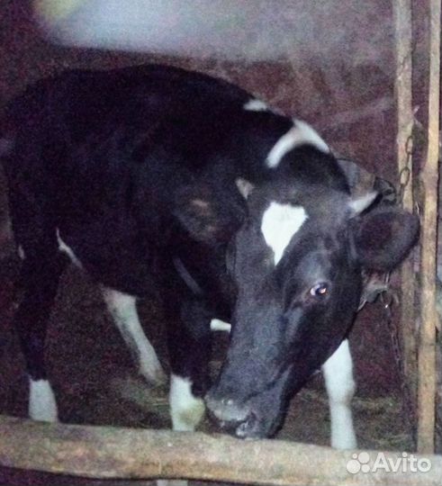 Телка 1 год