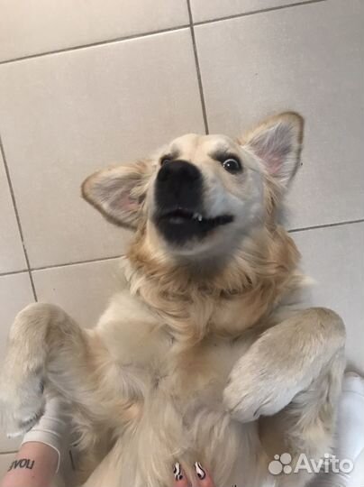 Передержка собак