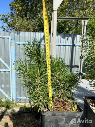 Карликовая горная сосна