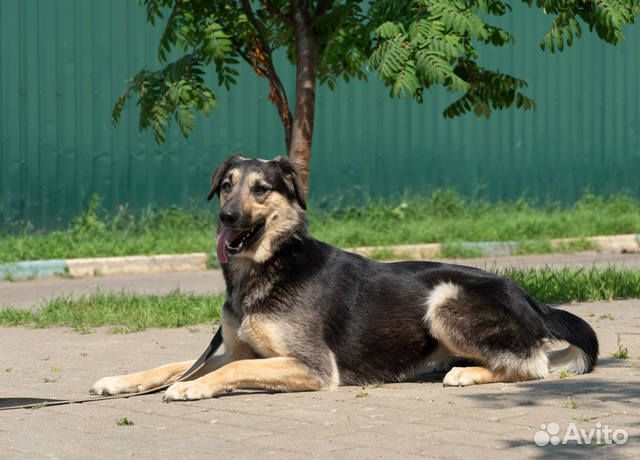 Нежная Мистик в добрые руки