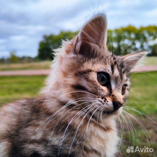 Котята в добрые руки мальчики
