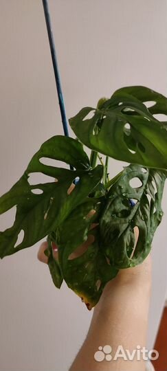 Монстера манки